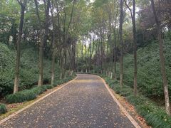-宜兴龙背山森林公园