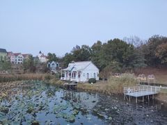 -大塘金香草谷