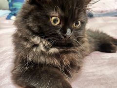 -创凡宠物医院·骨专科  猫科中心(西乡分院)