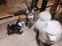 -more than meow吴止猫主题餐厅(承德 中船汇店)