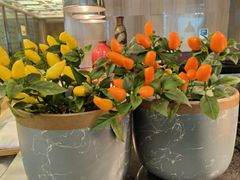 -圣丰索菲特·2 On 988 Café 自助餐厅