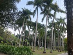 -中国科学院西双版纳热带植物园