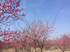 -南湖湿地公园