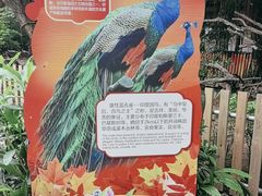 -广州长隆飞鸟乐园