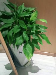 -苑苑vbeauty科技美容SPA