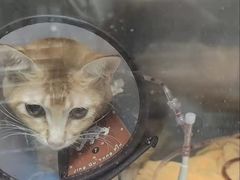 -邢大夫动物医院