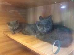 -猫十亿·布偶金渐层·曼基康矮脚猫舍(青年路店)