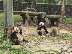 -都江堰中华大熊猫苑
