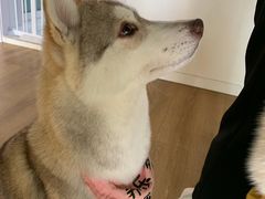 -Husky Go! 哈士奇体验馆·宠物咖啡厅狗咖