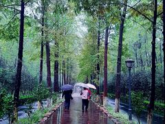 -合肥滨湖国家森林公园