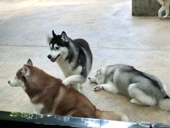 -TrueLove @ Neverland (Husky Cafe)