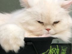 -猫亿天猫咖