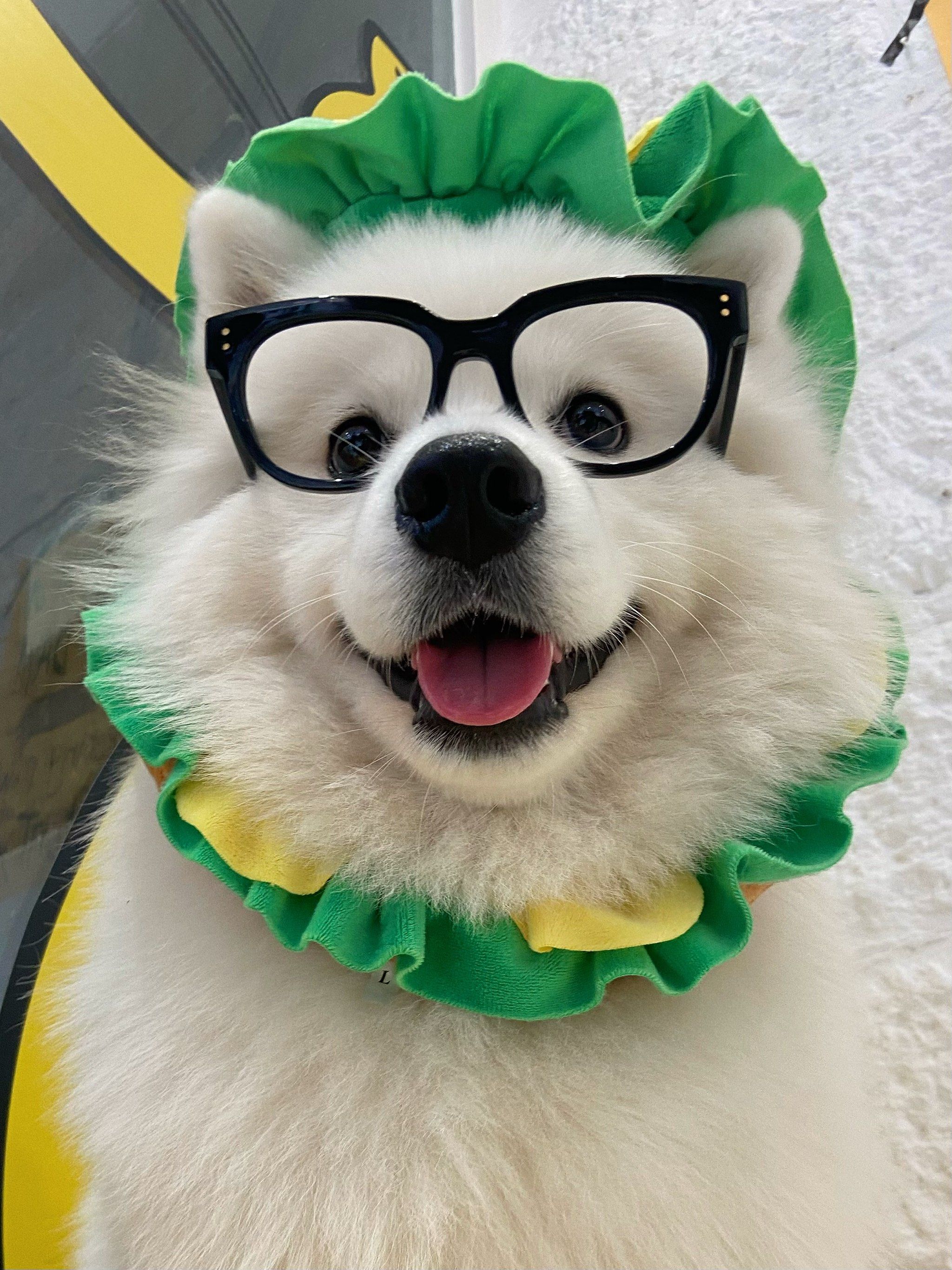 打卡重庆的宠物乖乖小店!🏠