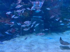 -海合安成都极地海洋公园