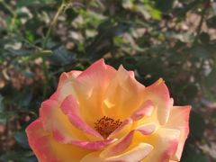 -人民公园(罗湖区)