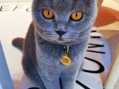 -藏猫猫咖啡主题馆(中央大道店)