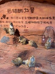 -奇幻萌宠部落(映月湖环宇城店)