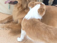 -宠颐生中康贝怡动物医院
