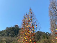 -缙云山景区