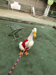 -上美四季动物农场