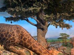 -国家自然博物馆