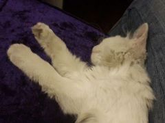 android_upload_pic-Sirena海妖日咖夜酒