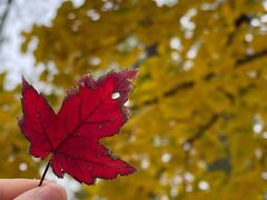 -北京西山国家森林公园