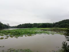 -南宁良凤江国家森林公园