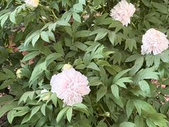 -洛阳市隋唐城遗址植物园