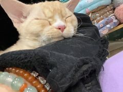 -欧奕国际动物医院