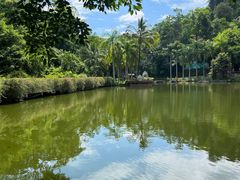 -西双版纳原始森林公园