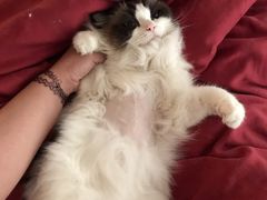 -凯特喵百思猫专科医院