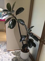 -北京漾格医疗美容医院