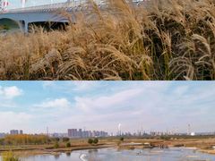 -西安浐灞国家湿地公园