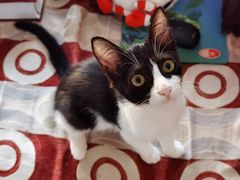 -天使宠物医院·犬猫分诊(彩虹店)