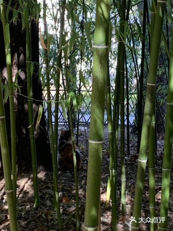 春天里第一个打卡的公园️紫竹院公园