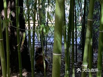 春天里第一个打卡的公园️紫竹院公园