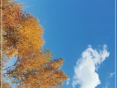 -御道口草原森林风景区