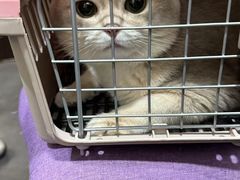 -宠爱国际动物医院·消化内科·心肾内科·ISFM猫友好(望京店)