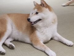 -逗柴咖啡屋·狗咖猫咖宠物桌游