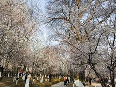 -桃花堤公园