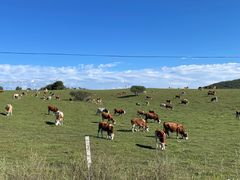 -塞罕坝国家级自然保护区