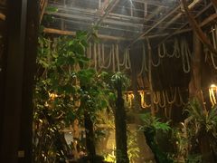 -绿光森林餐厅