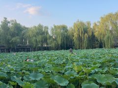 -潇湘甲鱼村(清河店)