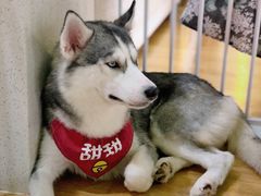 -Husky Go! 哈士奇体验馆·宠物咖啡厅狗咖