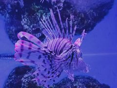 -鸥迪足道(老虎滩店)