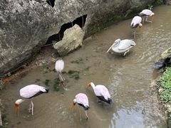 -吉隆坡雀鸟公园