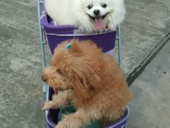 -瑞鹏宠物医院华南总院·夜诊·心脏科·骨科