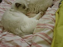 -伟伟宠物医院·瑞派猫友好医院·猫科(光谷店)