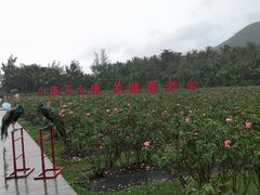 -亚龙湾国际玫瑰谷